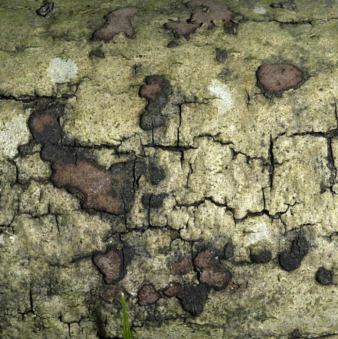 Ziegelrote Kohlenbeere (Hypoxylon rubiginosum) - © Heinz Prelicz Ziegelrote Kohlenbeere (Hypoxylon rubiginosum) - © Heinz Prelicz